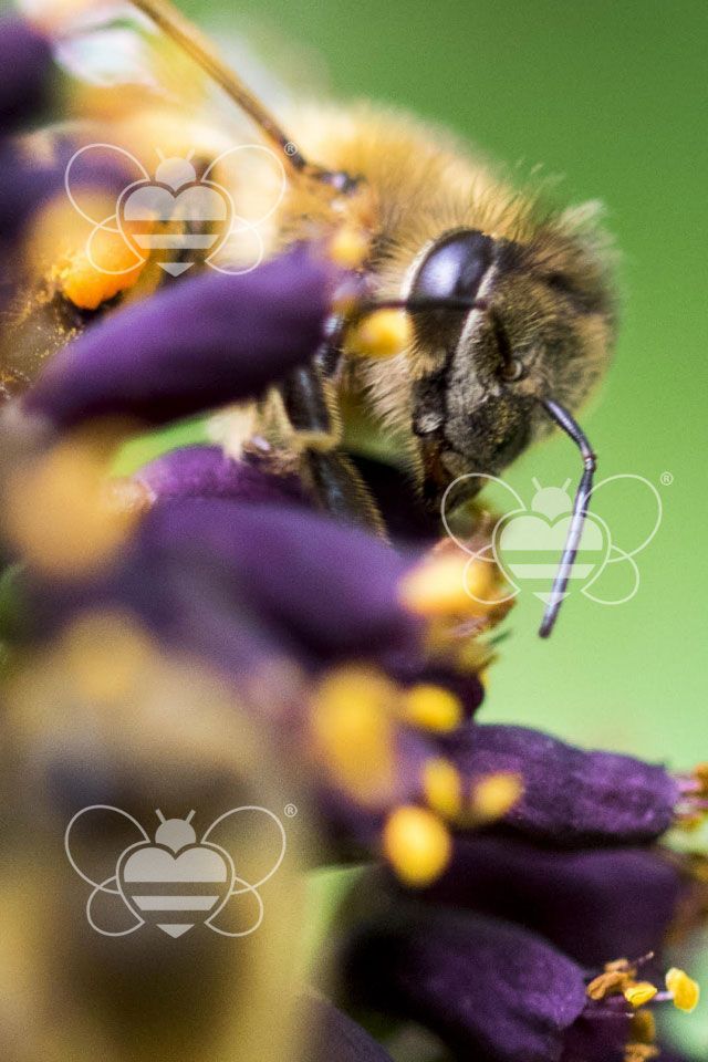 Impollinazione delle api
