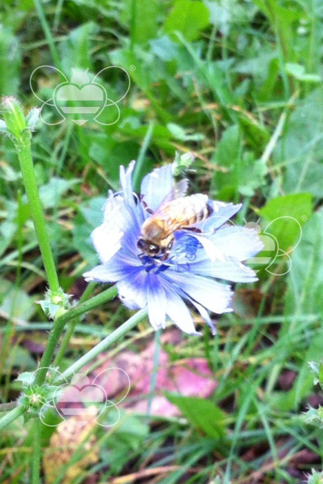 Ape su fiore di campo