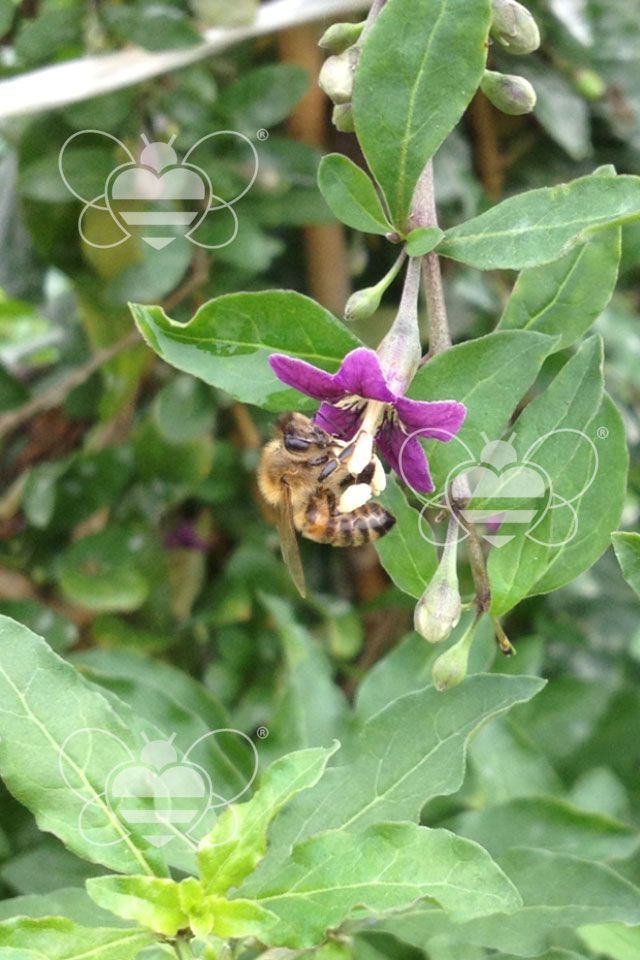 Ape che succhia nettare dal fiore