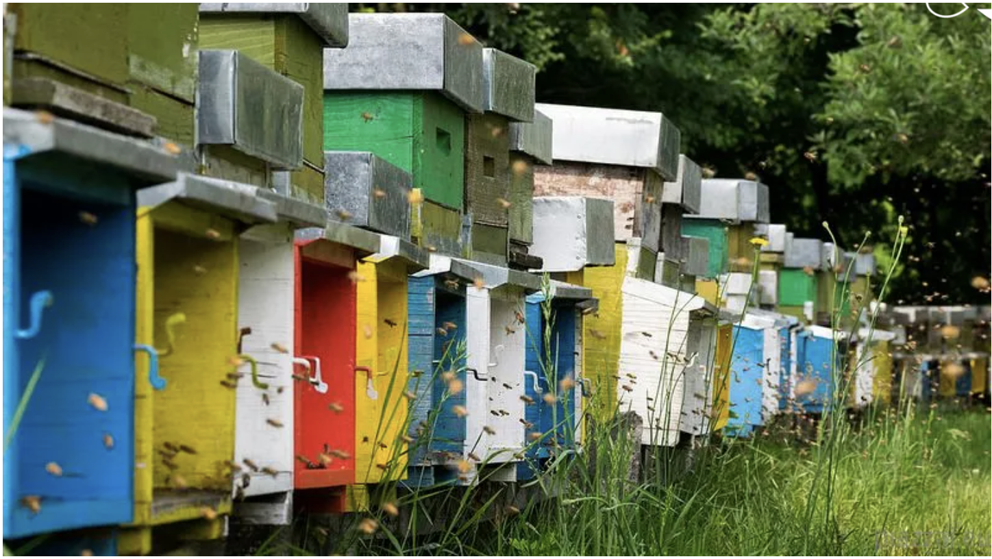 Le api e l'ambiente