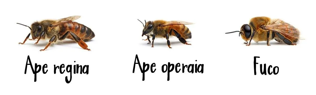 Confronto tra ape regina, ape operaia e fuco